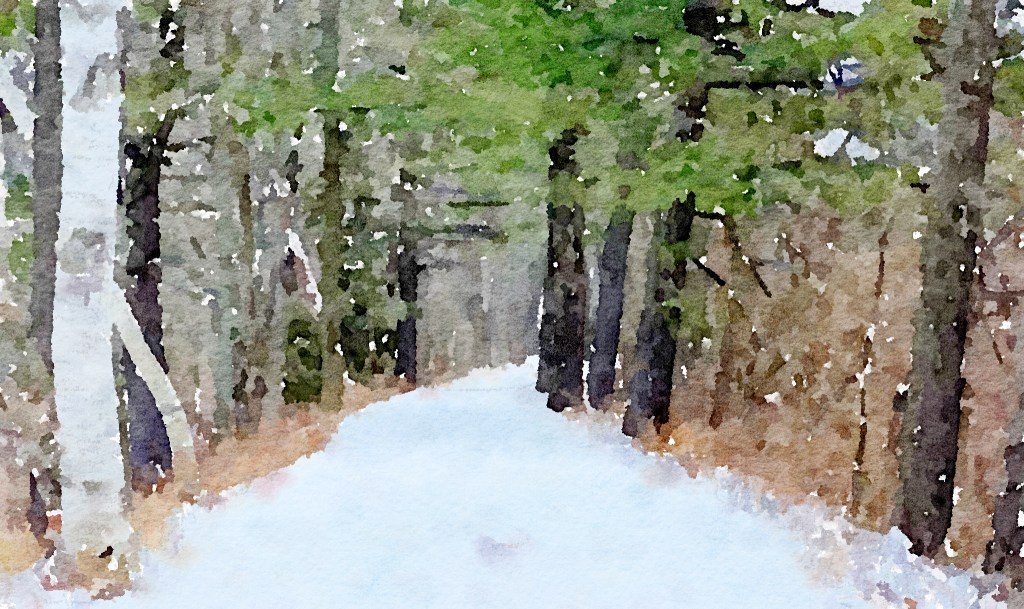 Image of a snow covered path disappearing into the woods with a large birch tree on the left and pine trees on the right.
